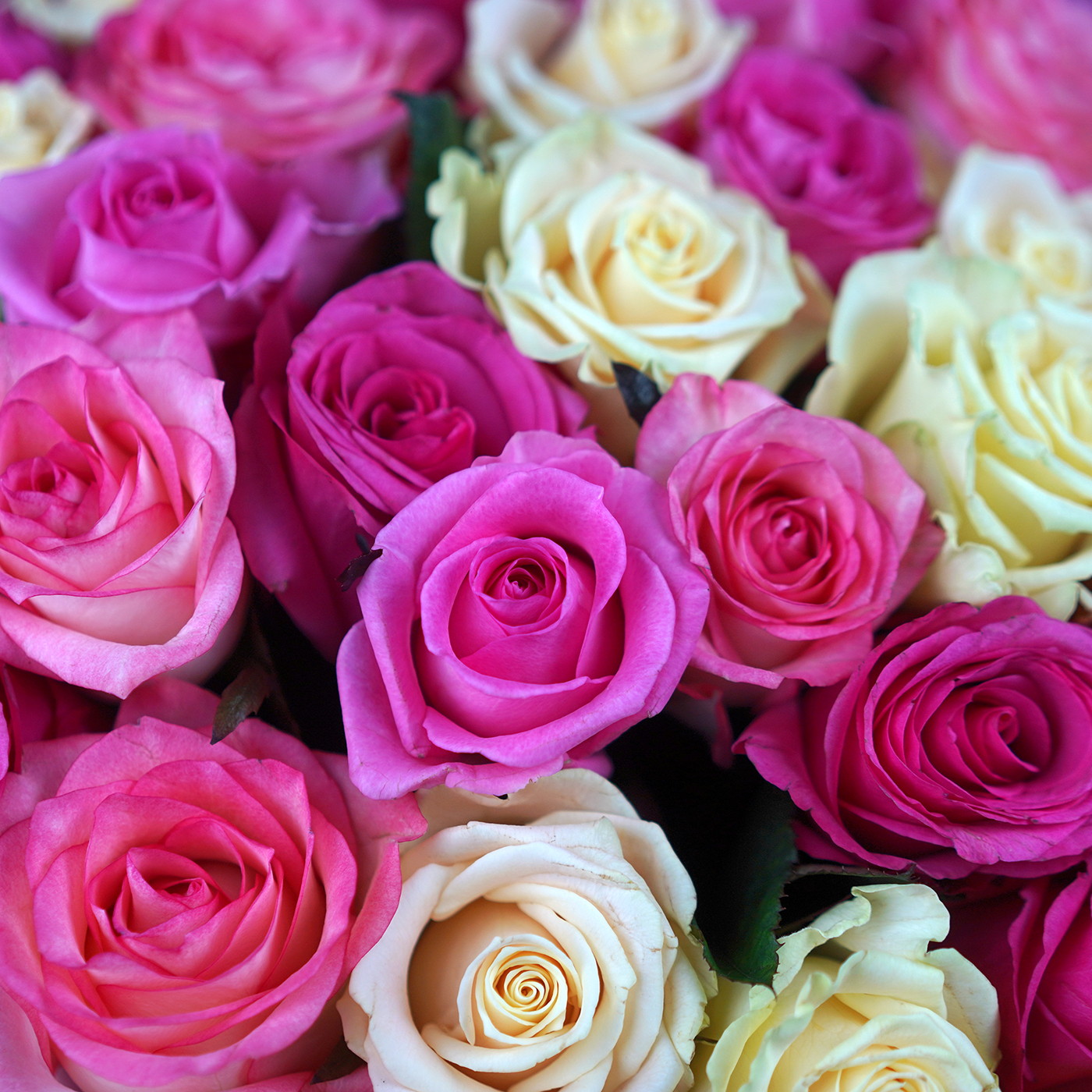 Букет из 31 розы «Розовый фламинго»