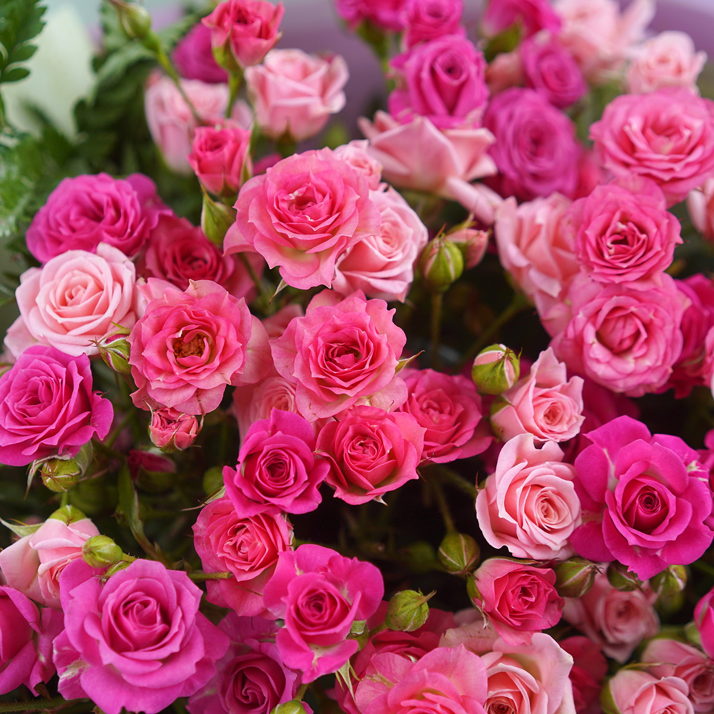 Букет из 15 кустовых роз «Грация»