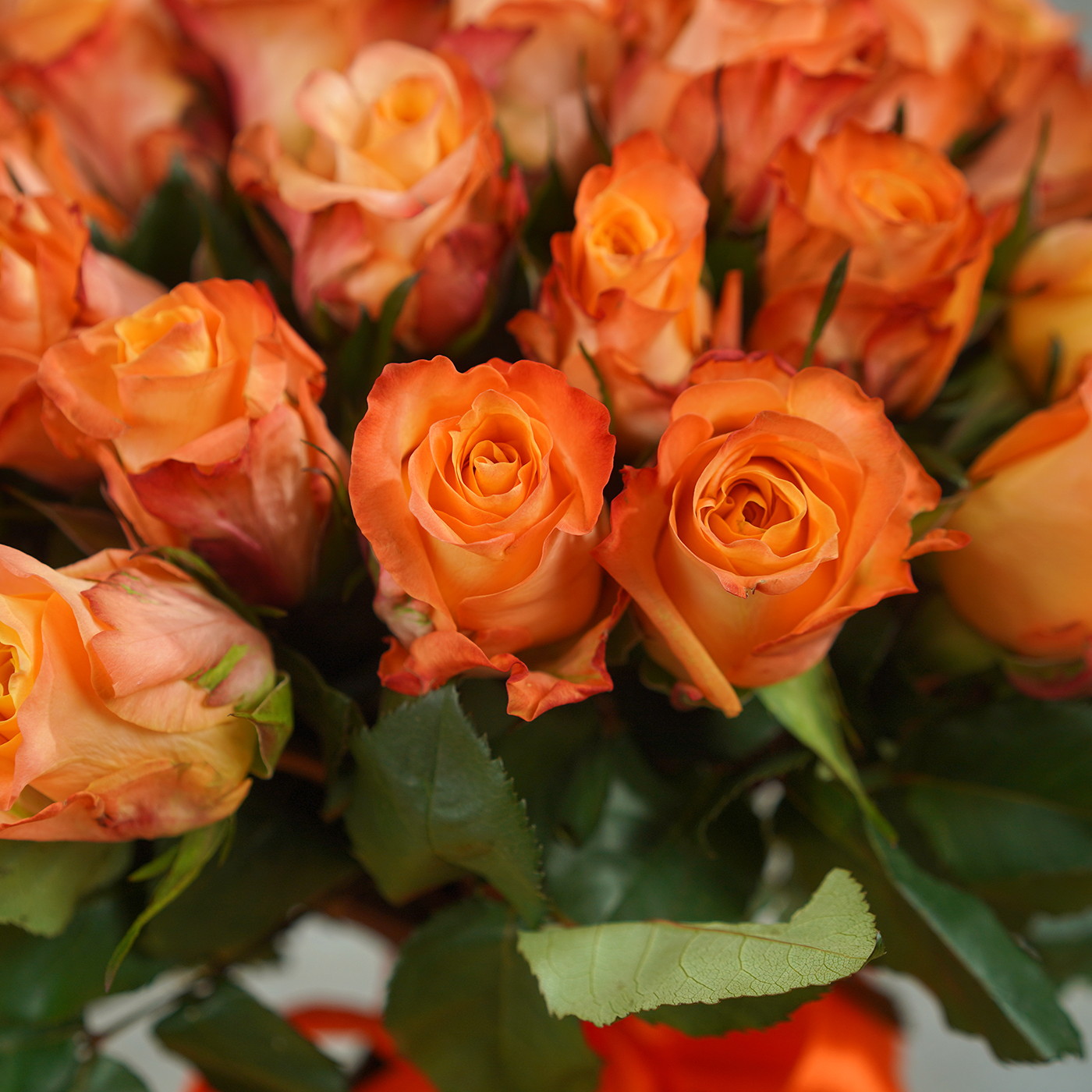 Букет из 51 оранжевой розы «Мэджик»