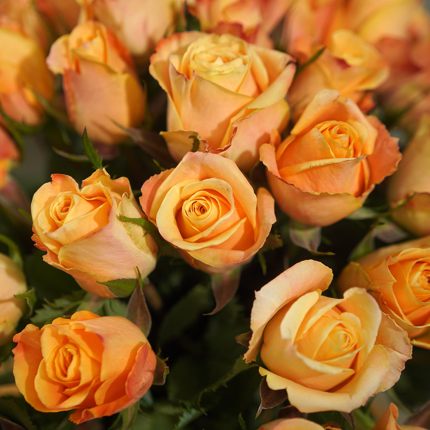 Букет из 51 янтарной розы «Рассвет»
