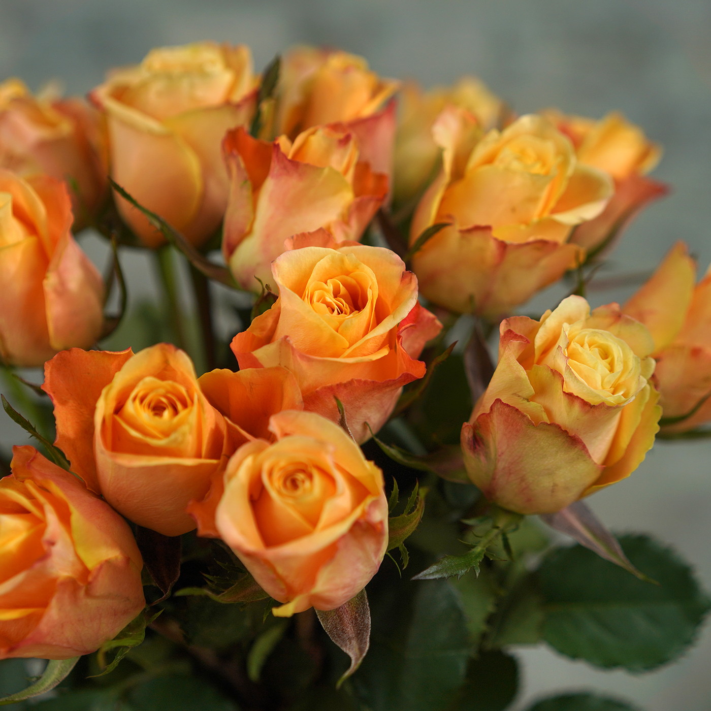 Букет из 21 янтарной розы «Рассвет»