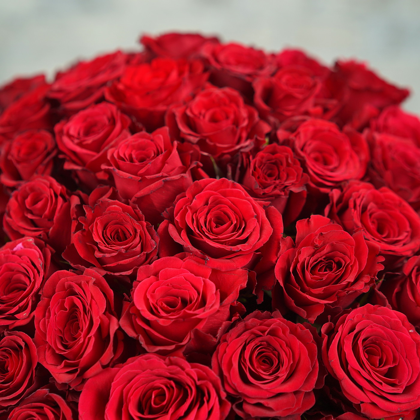 Букет из 101 алой розы «Рубин»