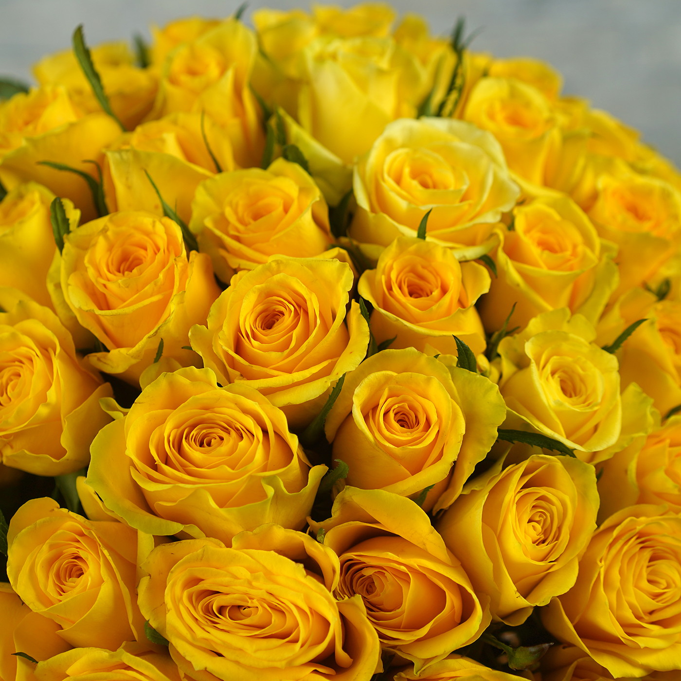 Букет из 101 желтой розы «Звездная Пыль»
