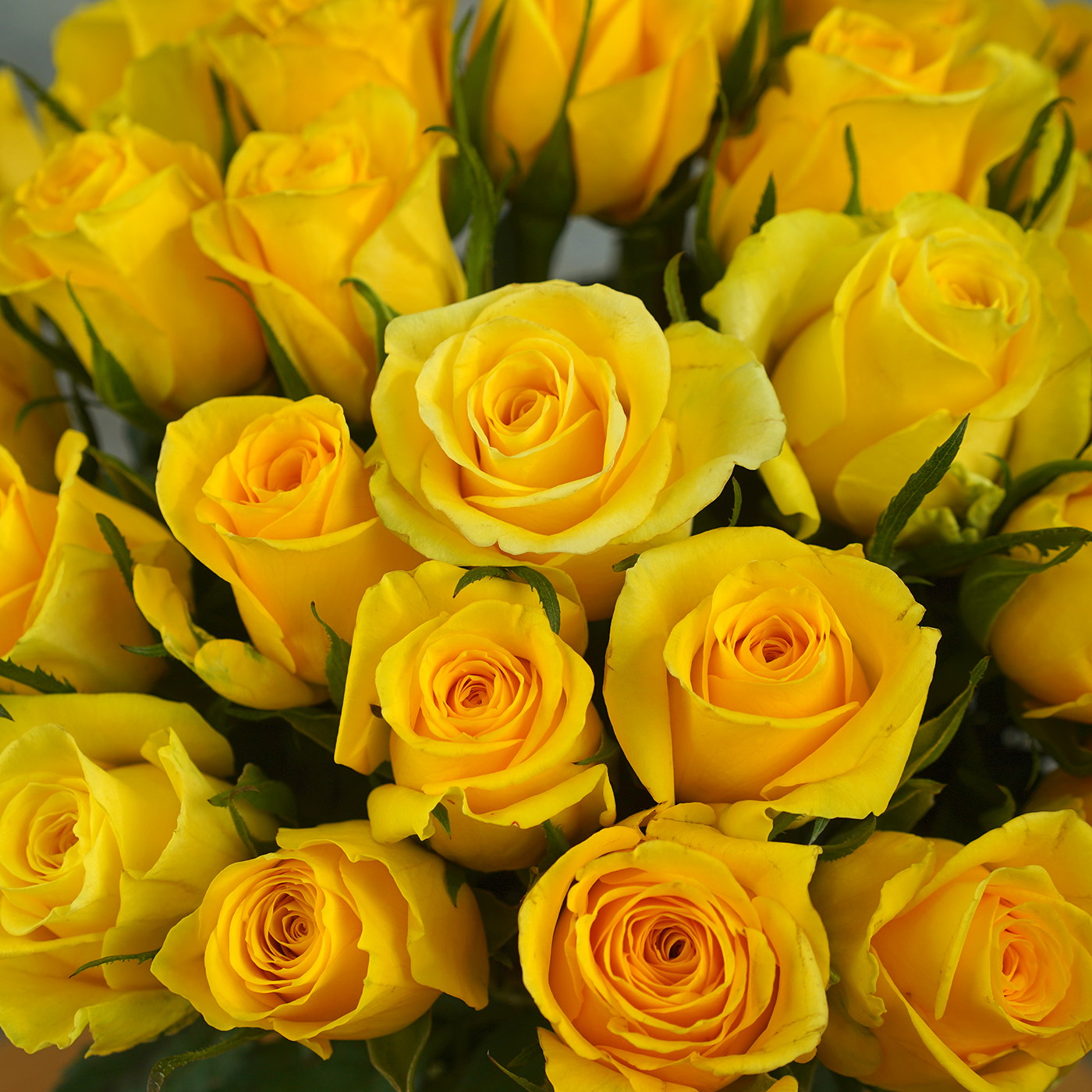 Букет из 35 желтых роз «Звездная Пыль»
