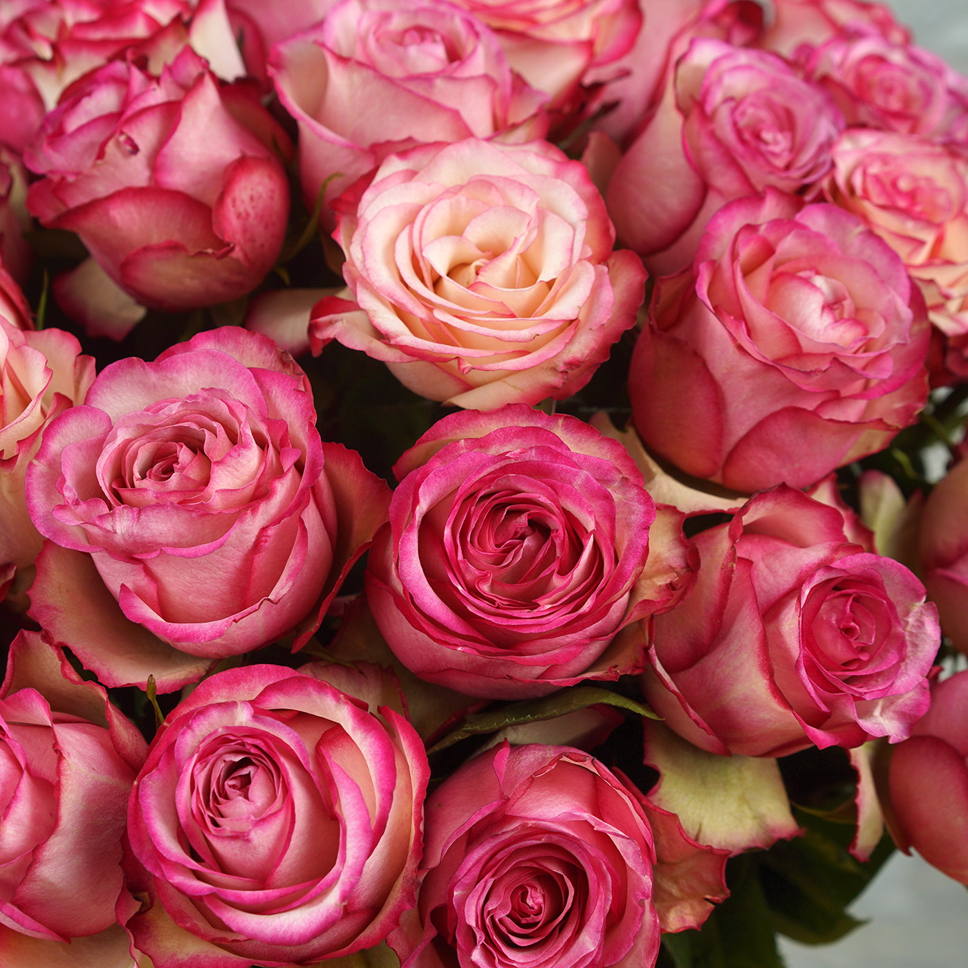 Букет из 51 амарантовой розы «Карусель»