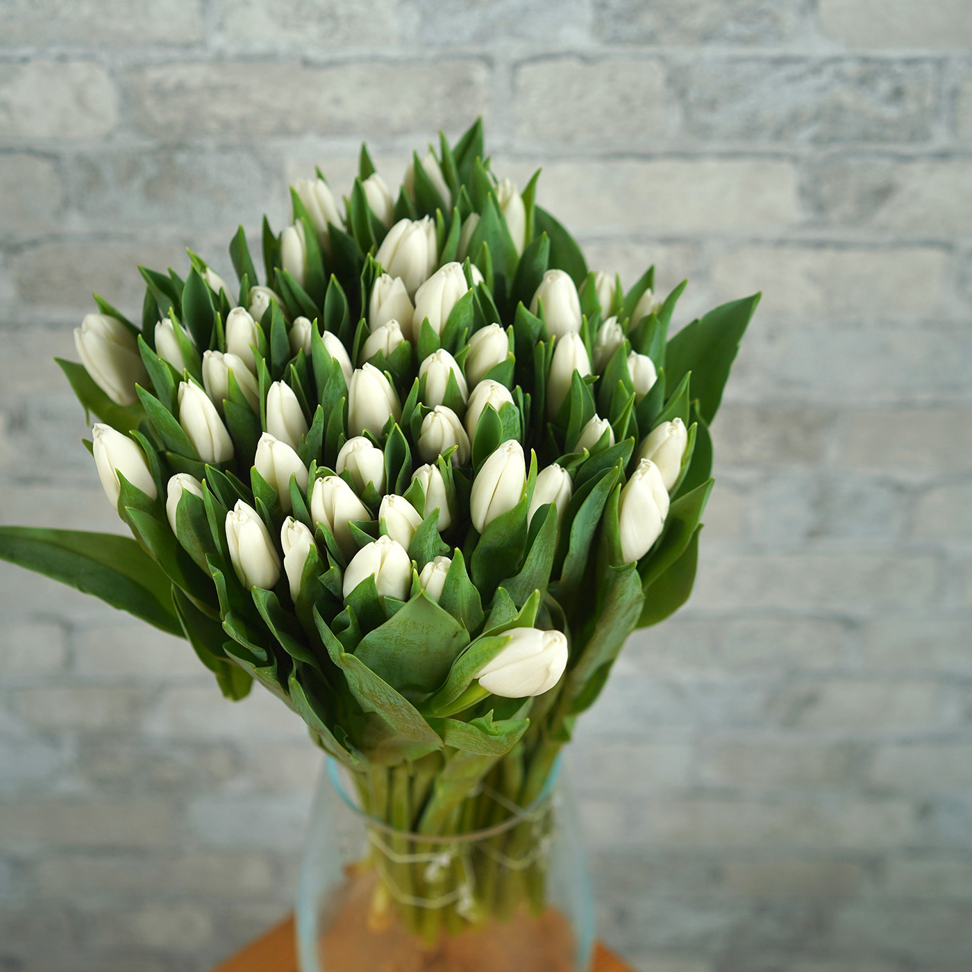 Тюльпан белый «Royal Virgin», Голландия
