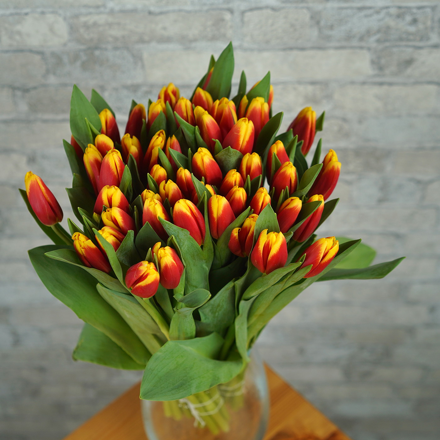 Тюльпан красно-желтый «Denmark», Голландия