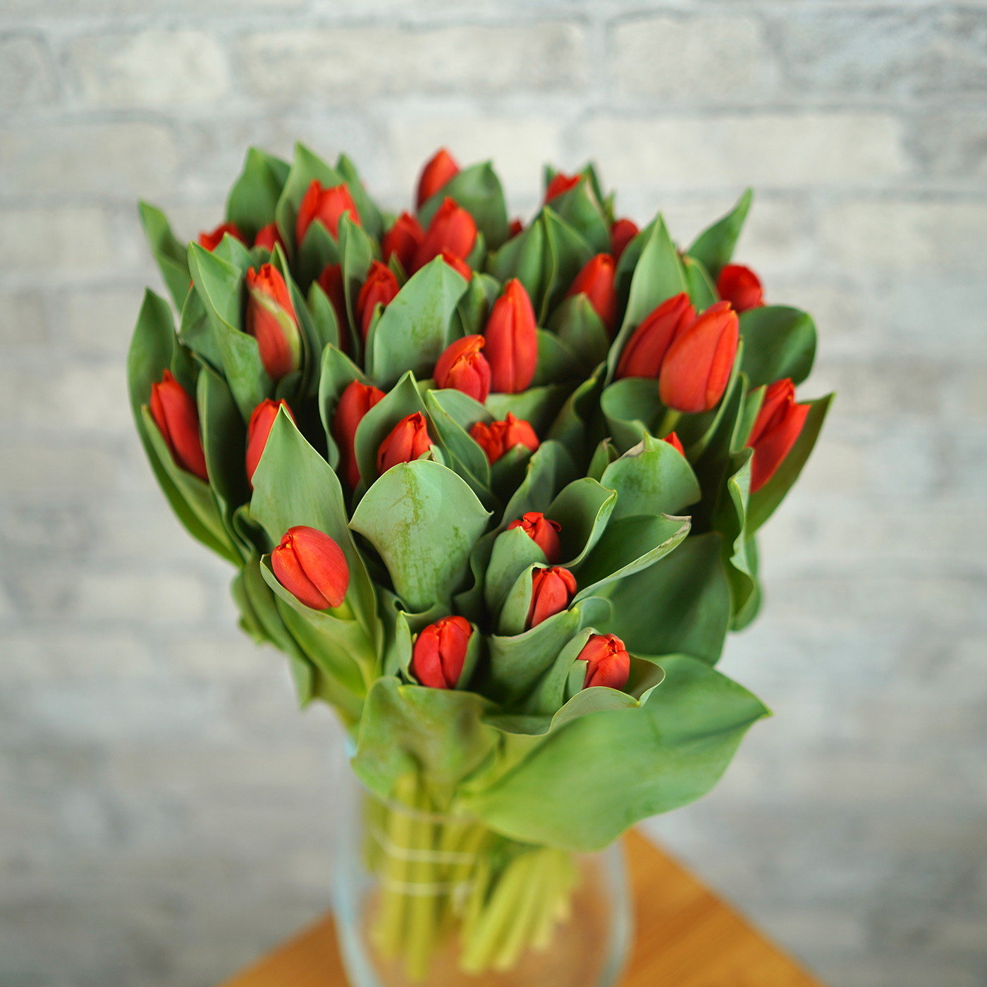 Тюльпан красный «Red Stone», Голландия