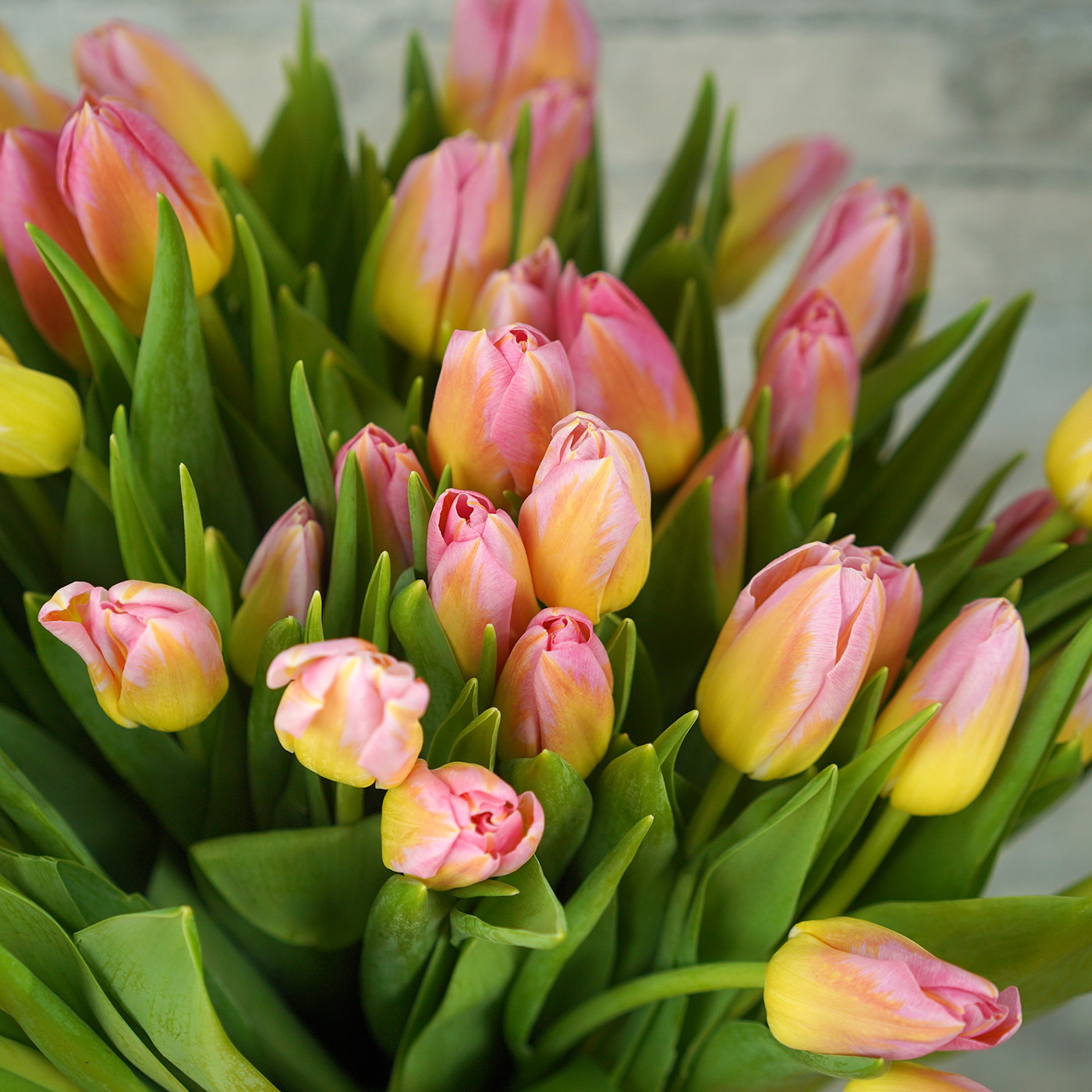 Тюльпан двухцветный «Tom Pouce», Голландия