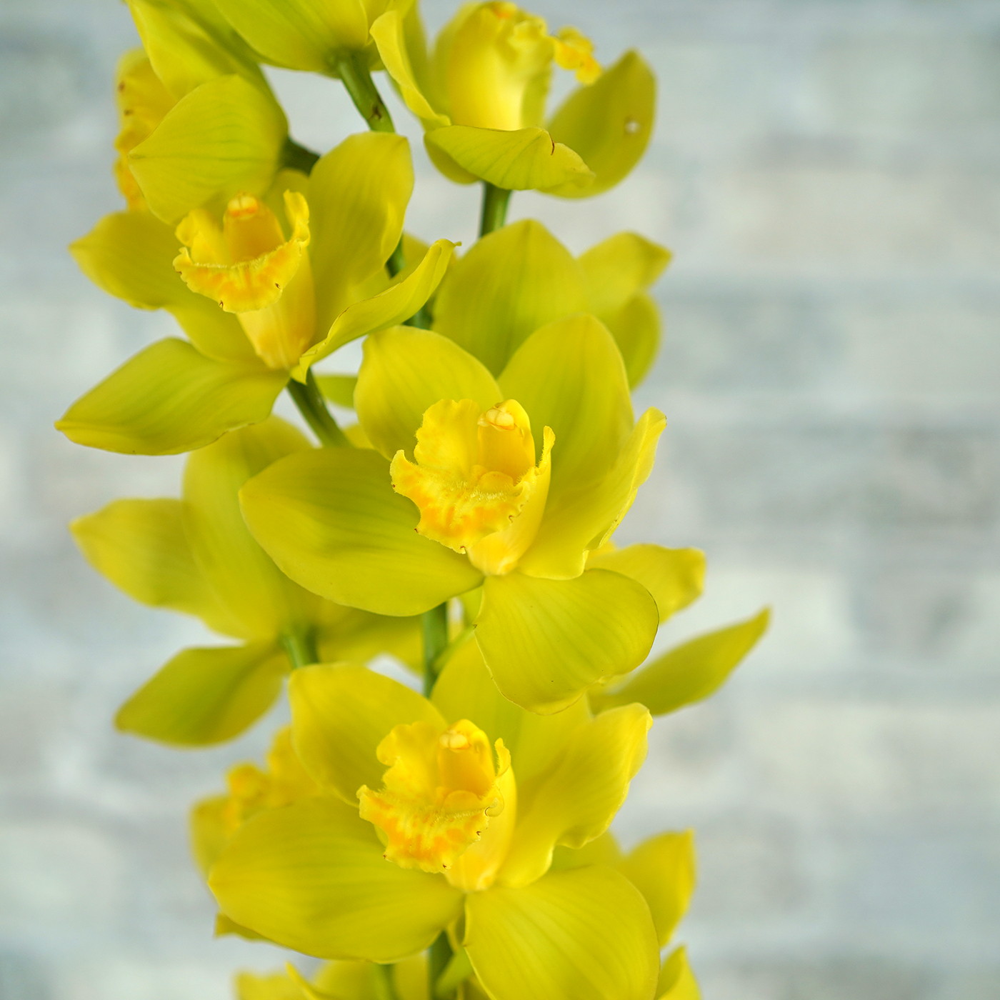 Орхидея Цимбидиум «Лимон»