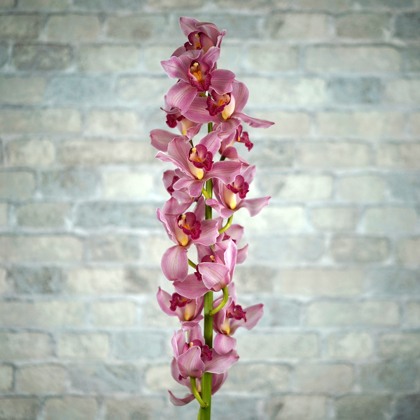 Орхидея Цимбидиум «Пинк»