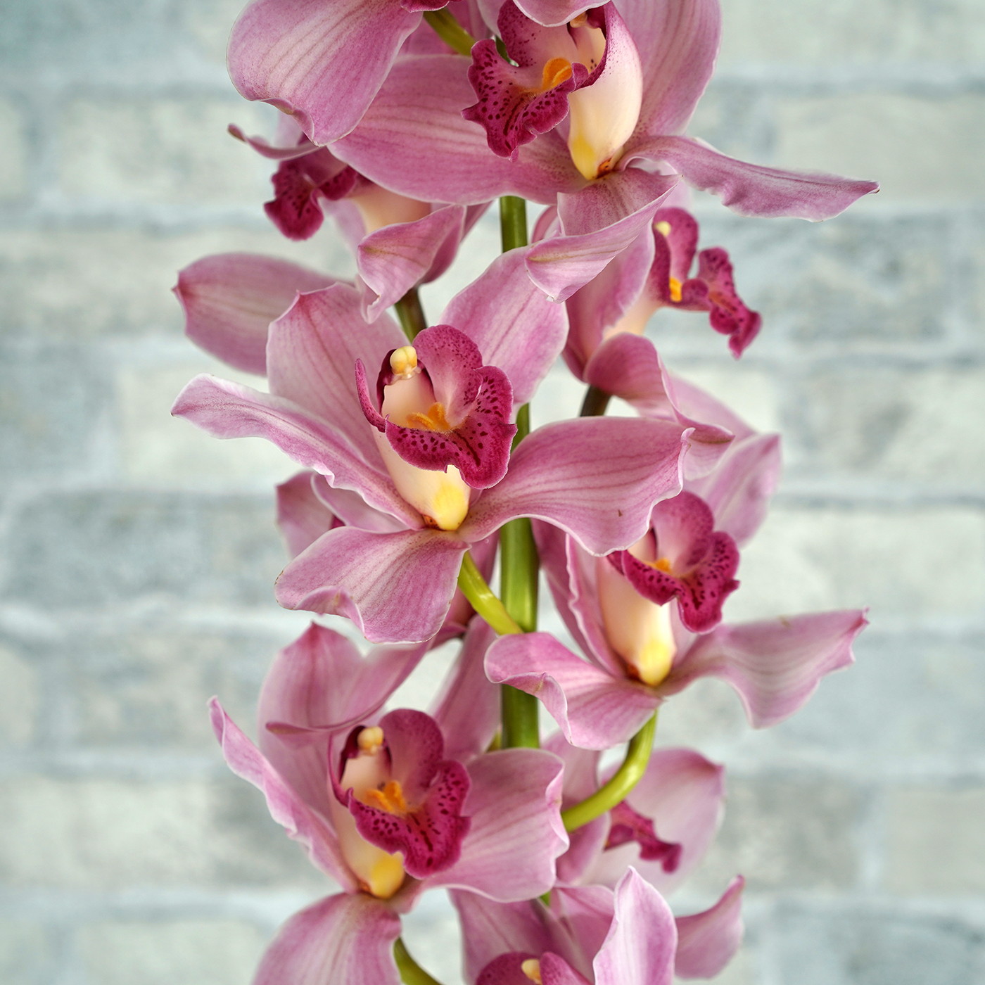 Орхидея Цимбидиум «Пинк»