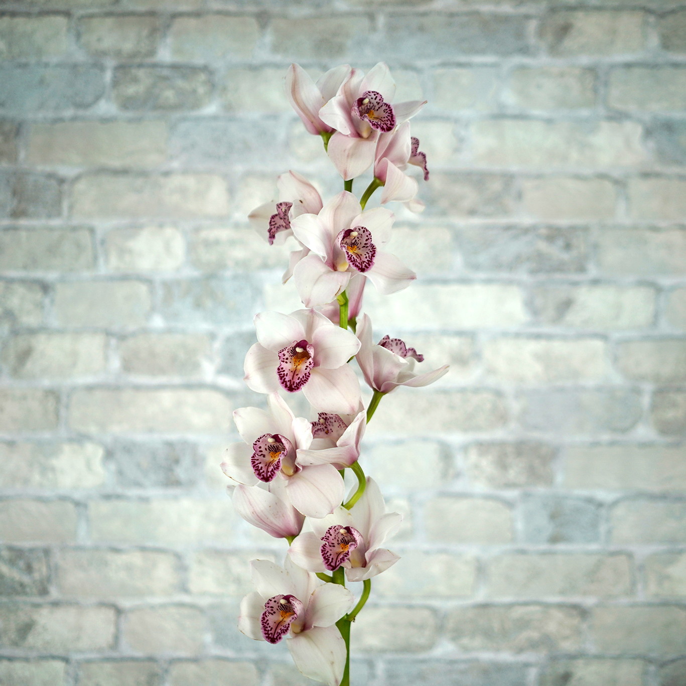 Орхидея Цимбидиум «Пломбир»