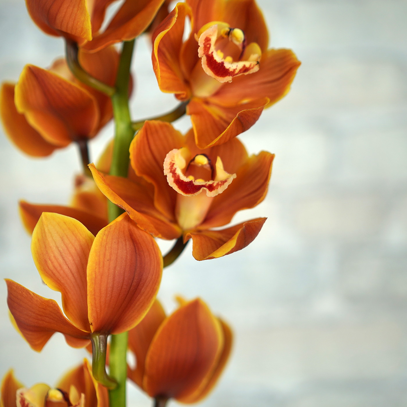 Орхидея Цимбидиум «Оранж»