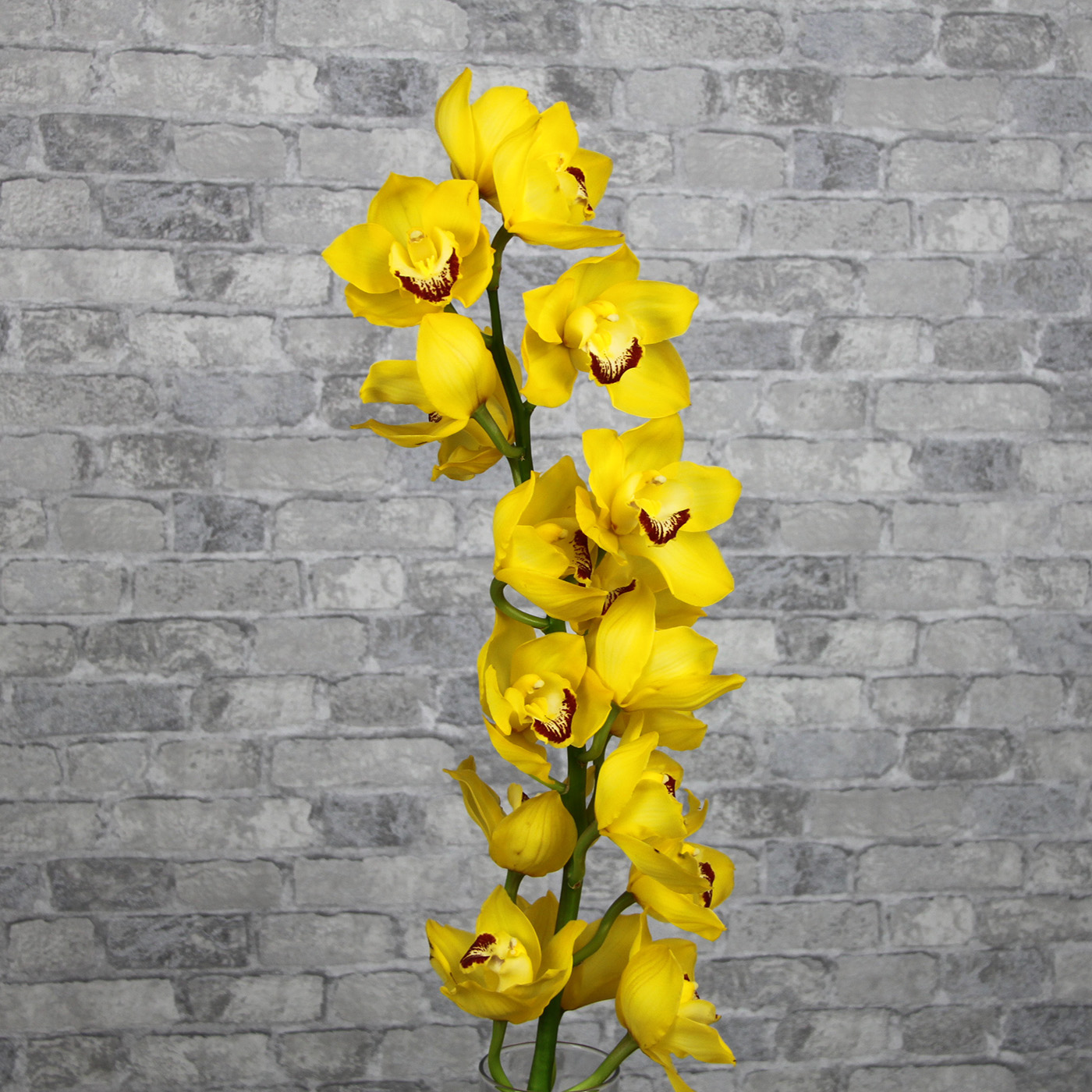 Орхидея Цимбидиум «Желтая»