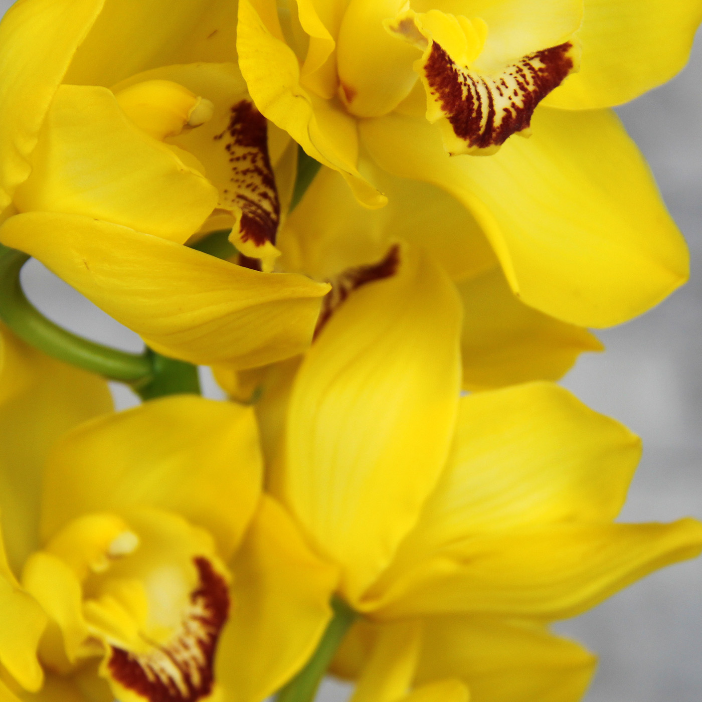 Орхидея Цимбидиум «Желтая»