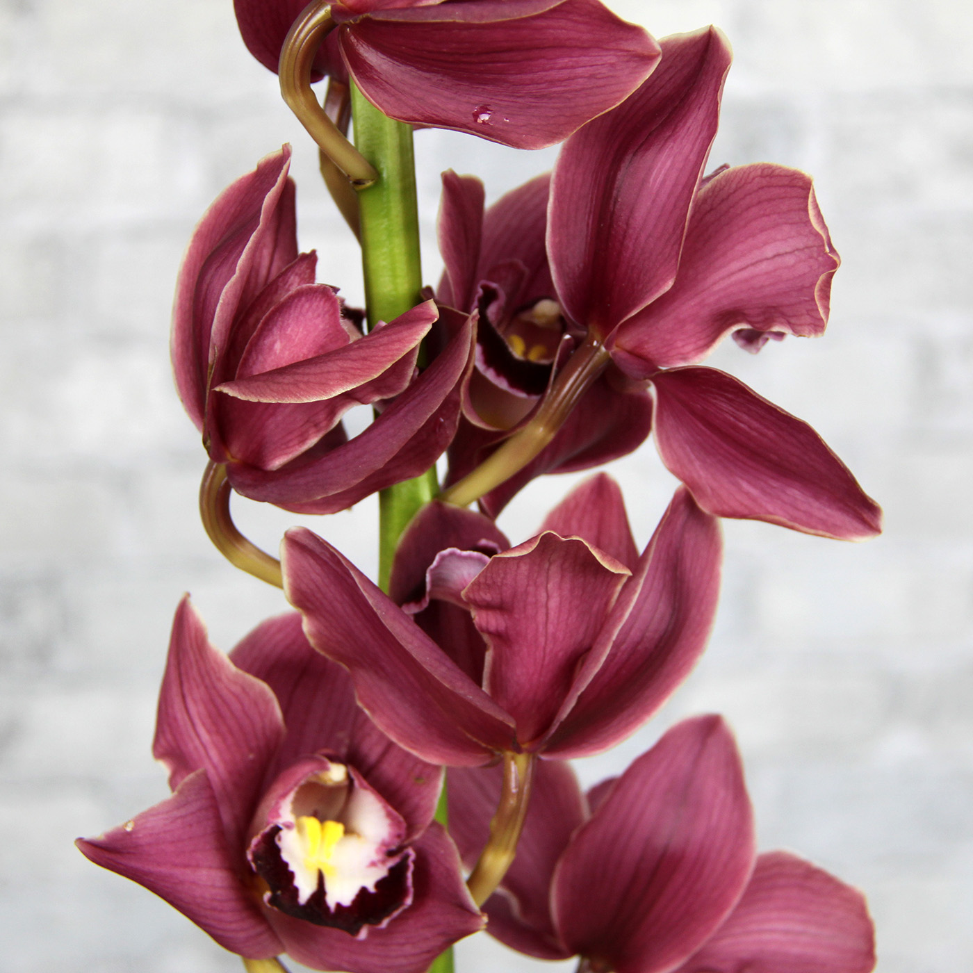 Орхидея Цимбидиум «Вишневая»
