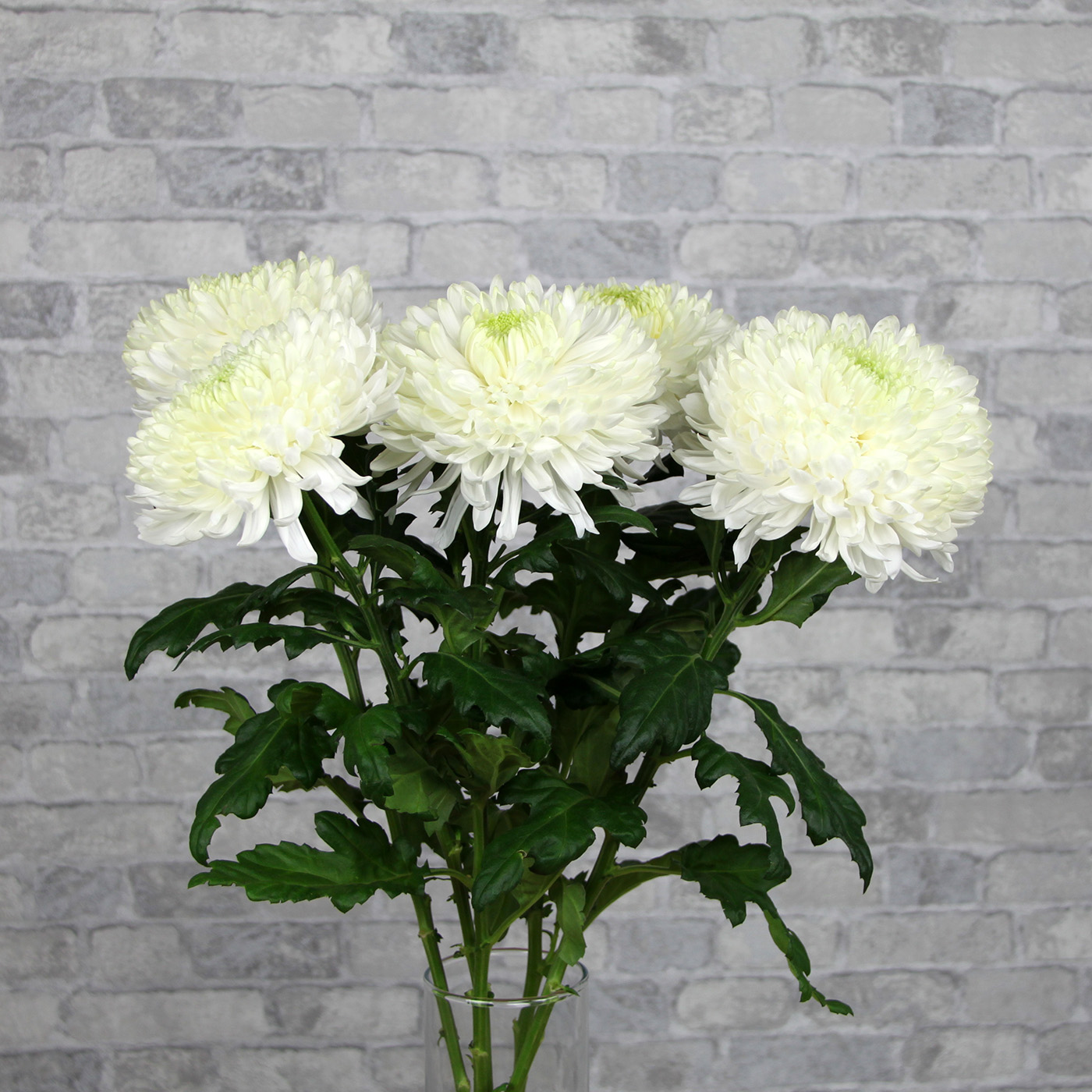 Хризантема сантини белая фото