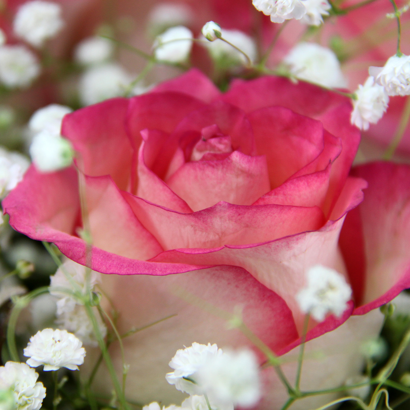 Букет из 17 роз «Татьяна Ларина»
