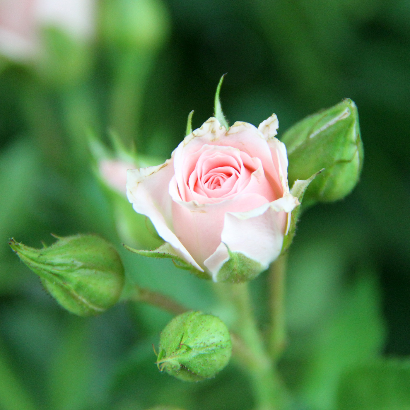 Роза кустовая «Свит Сара»