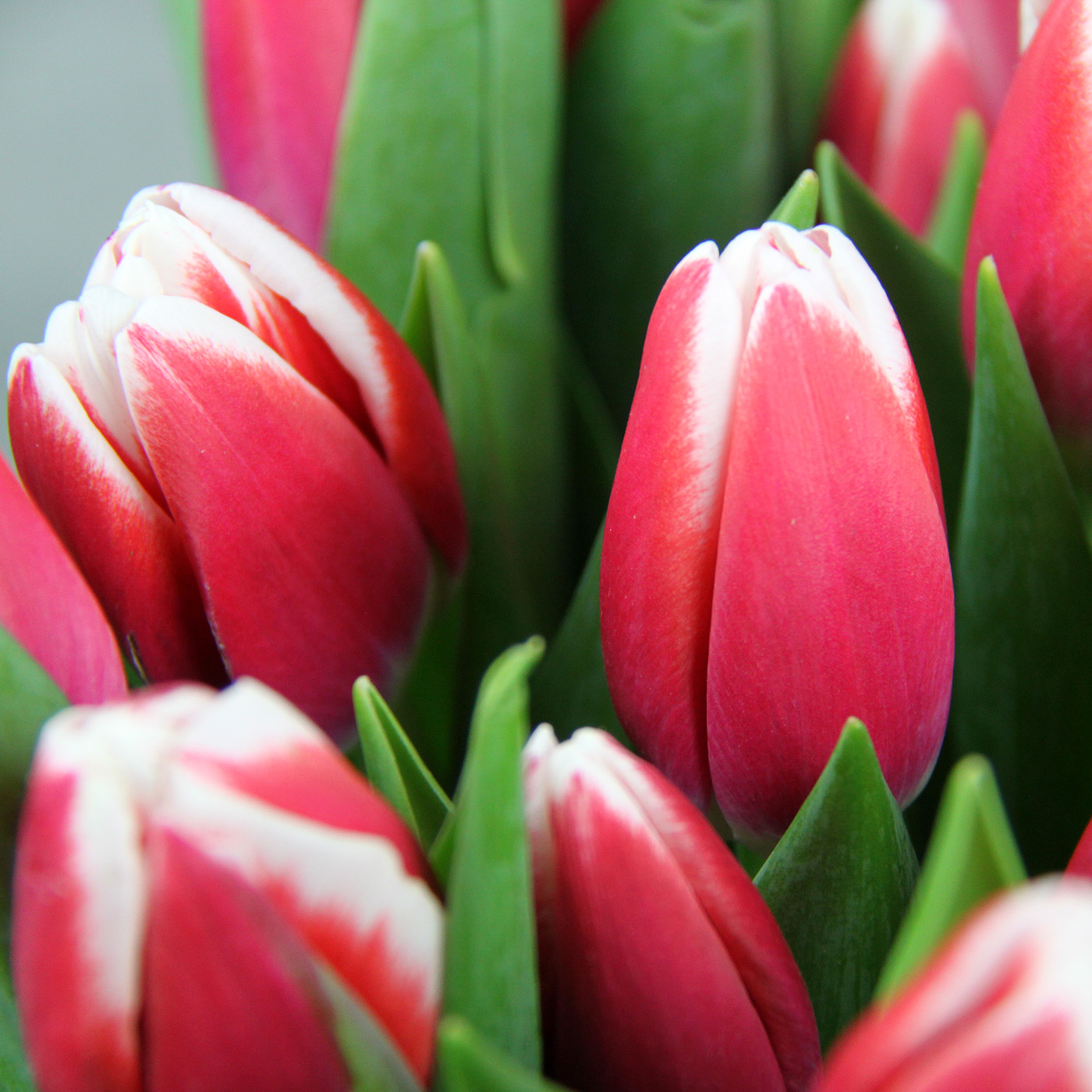 Тюльпан двуцветный «Лех Валенса», Голландия