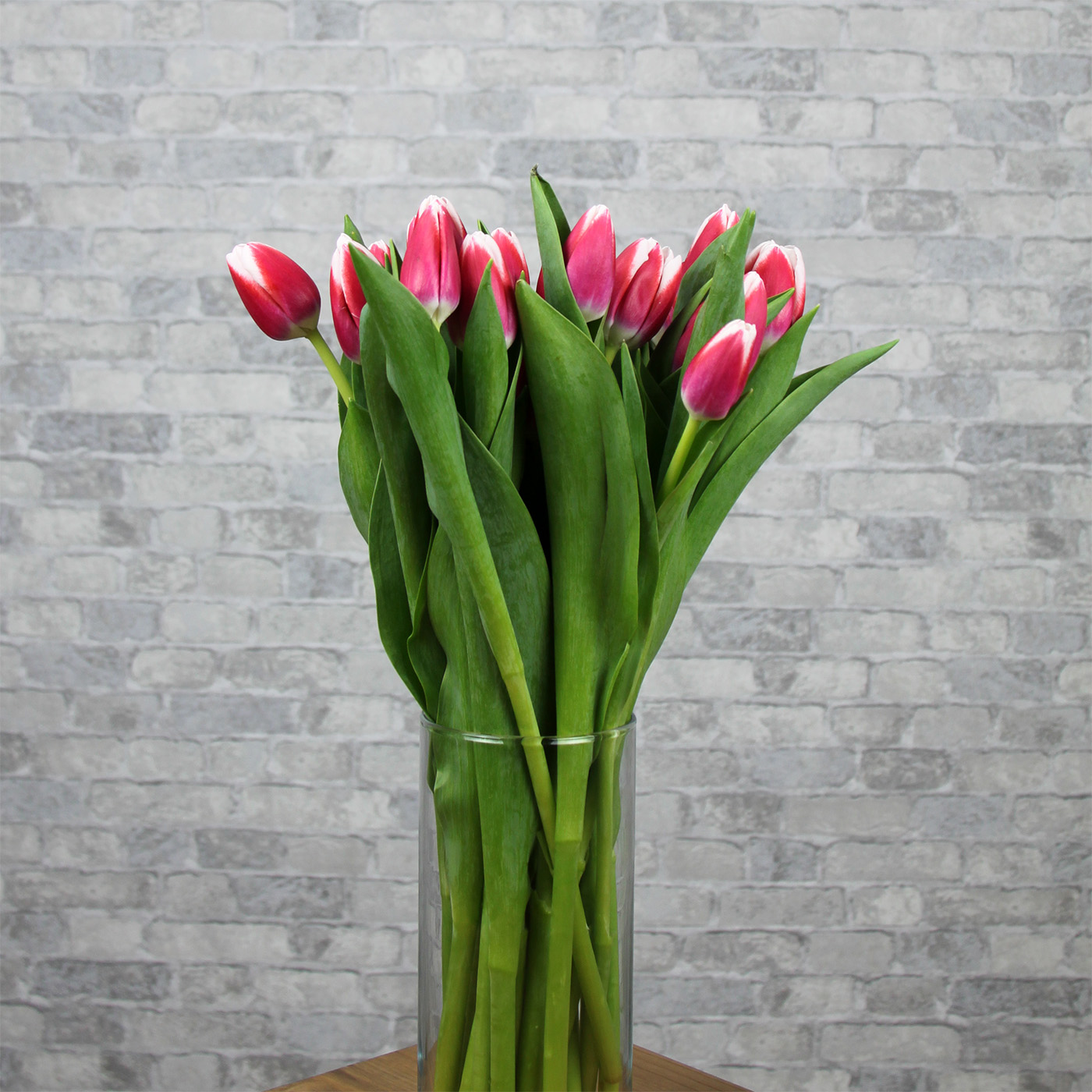 Тюльпан двуцветный «Лех Валенса», Голландия
