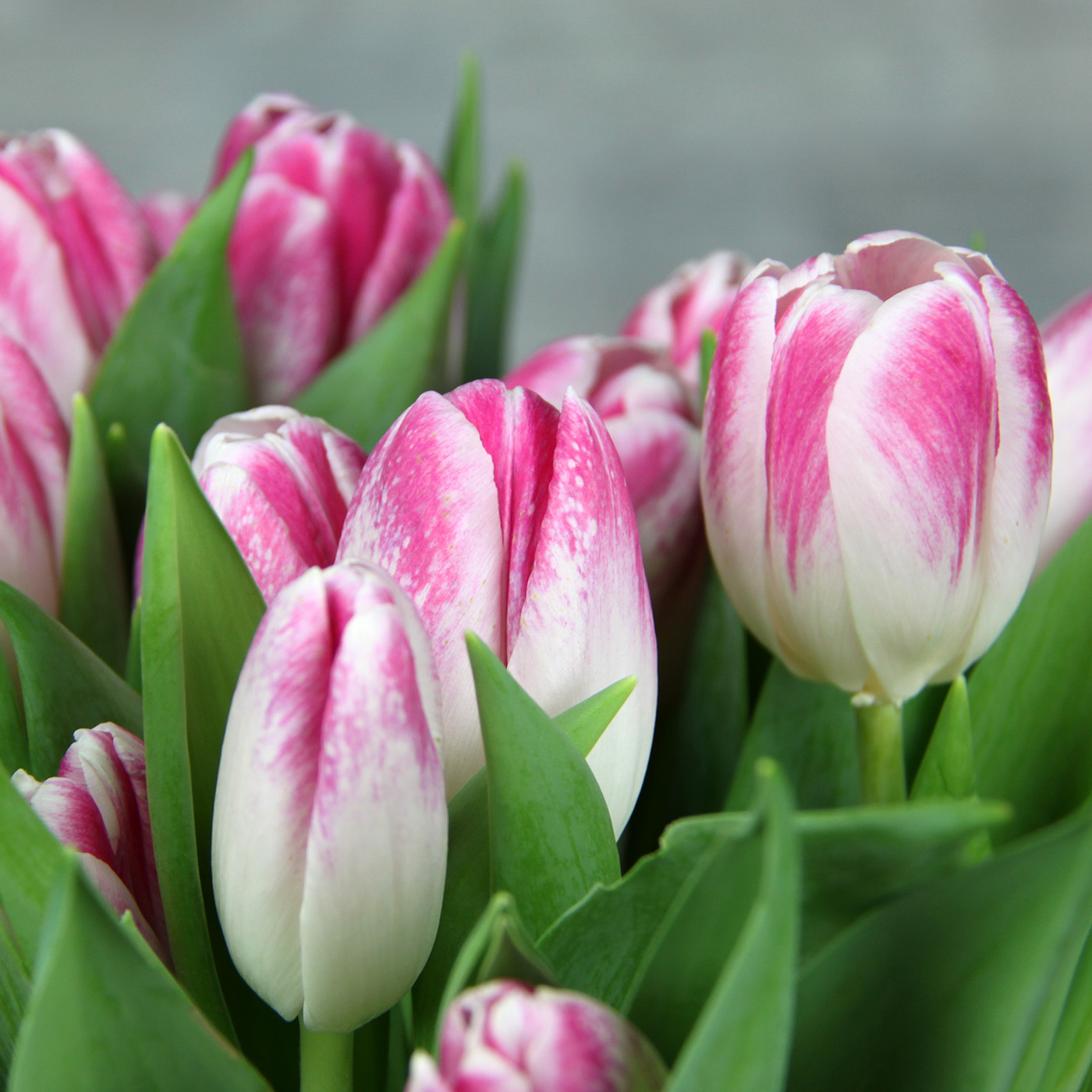 Тюльпан двуцветный «Бэмби свит», Голландия