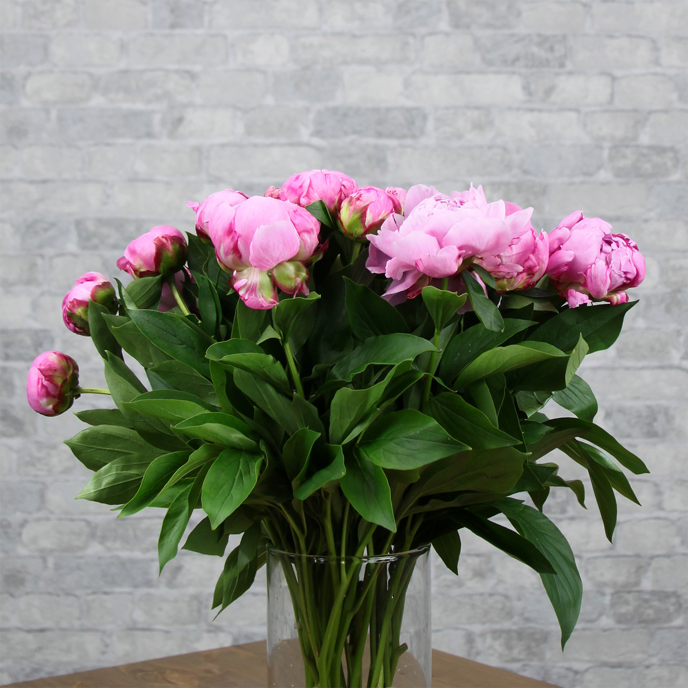 Пион розовый «Сара Бернар», Голландия