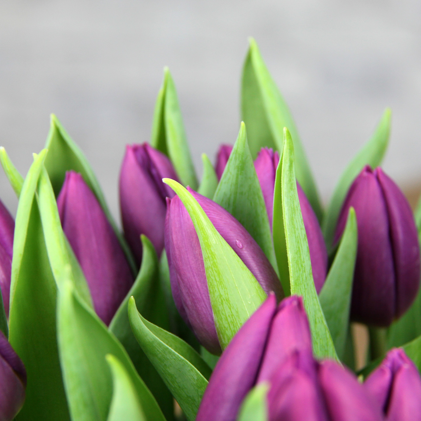 Тюльпан фиолетовый «Перпл принц», Голландия