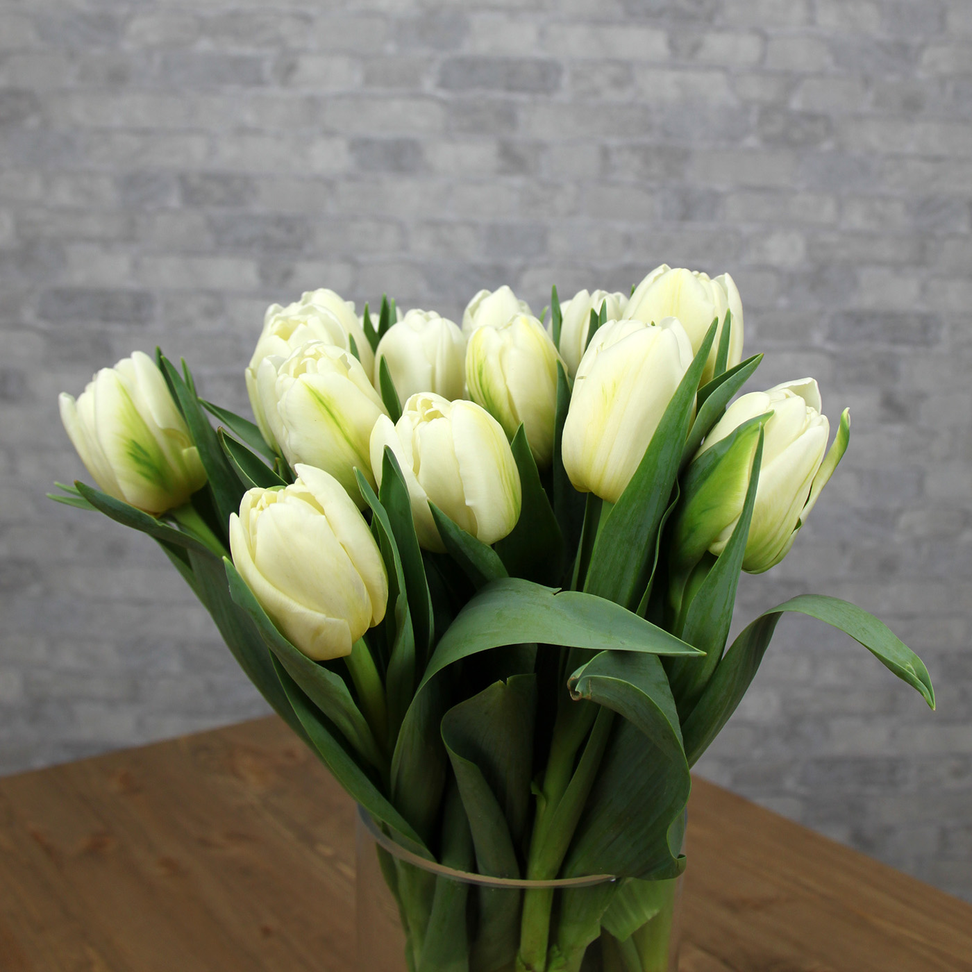 Тюльпан белый «Дарвин сноу», Голландия