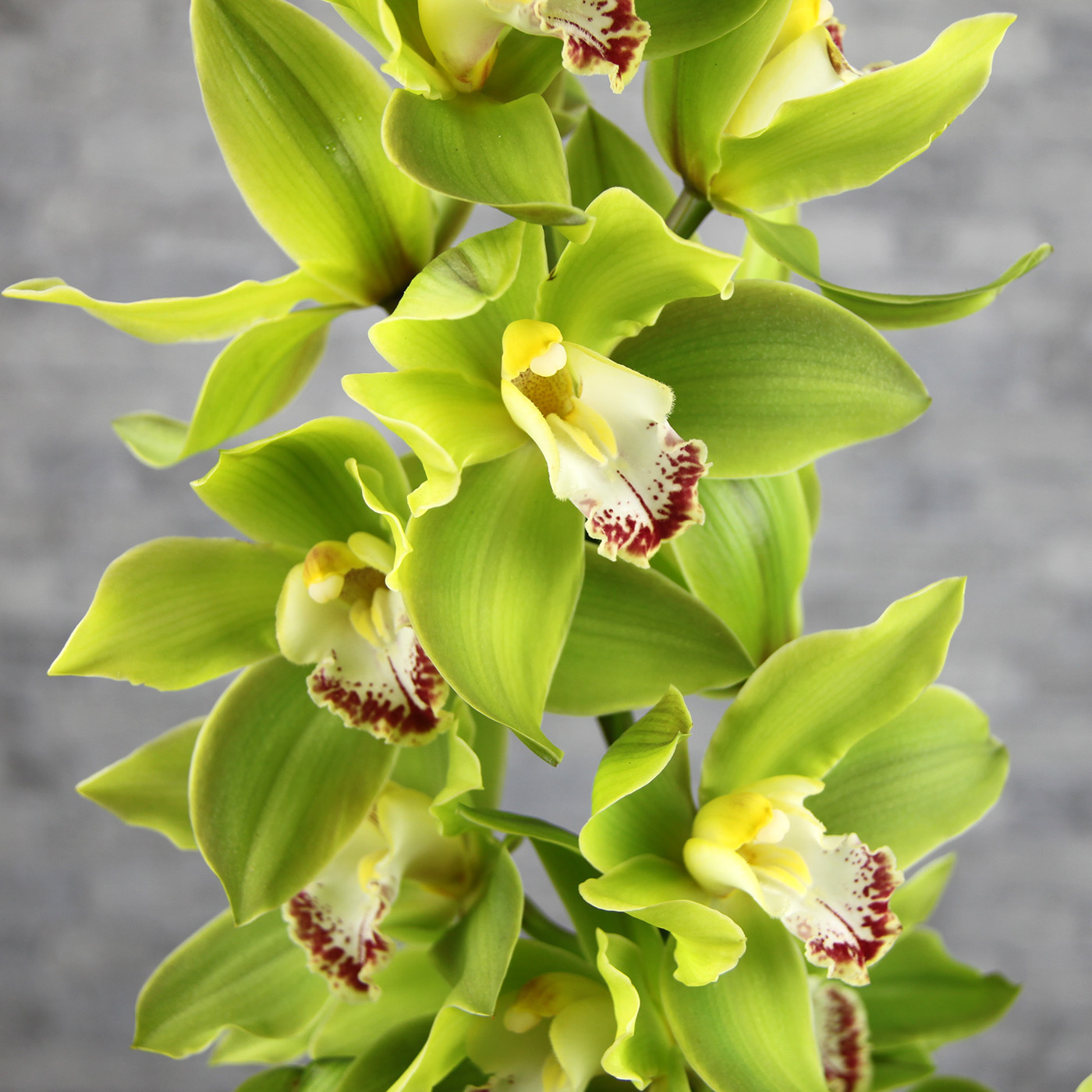 Орхидея Цимбидиум фисташковая