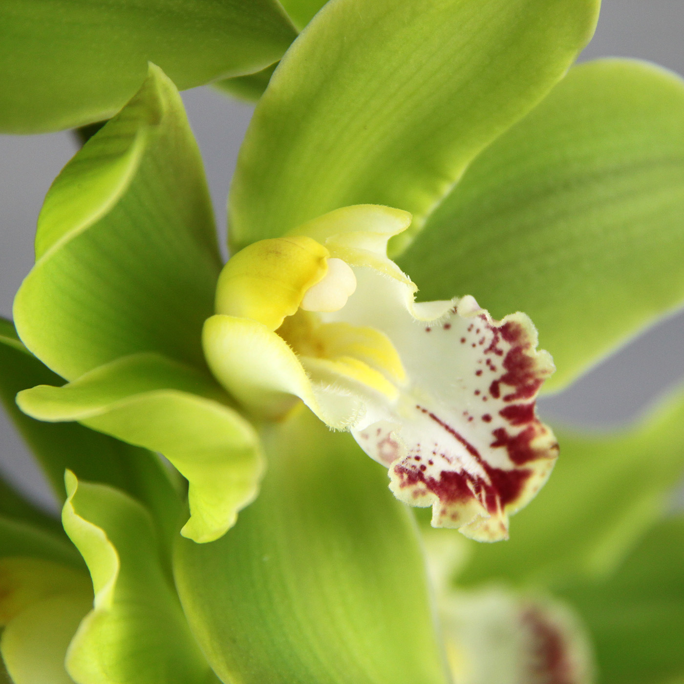 Орхидея Цимбидиум «Лайм»