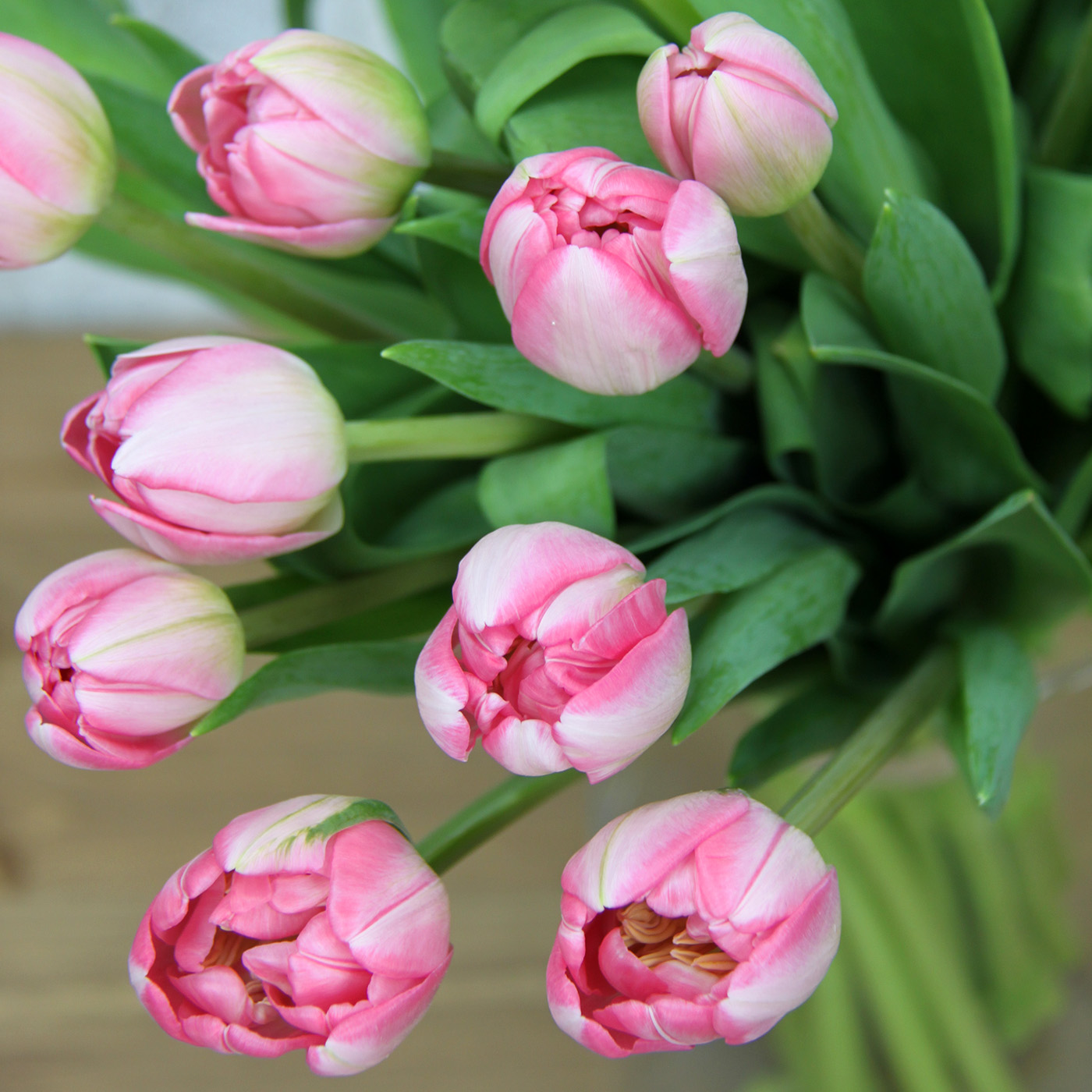 Тюльпан розовый «Ап Пинк», Голландия