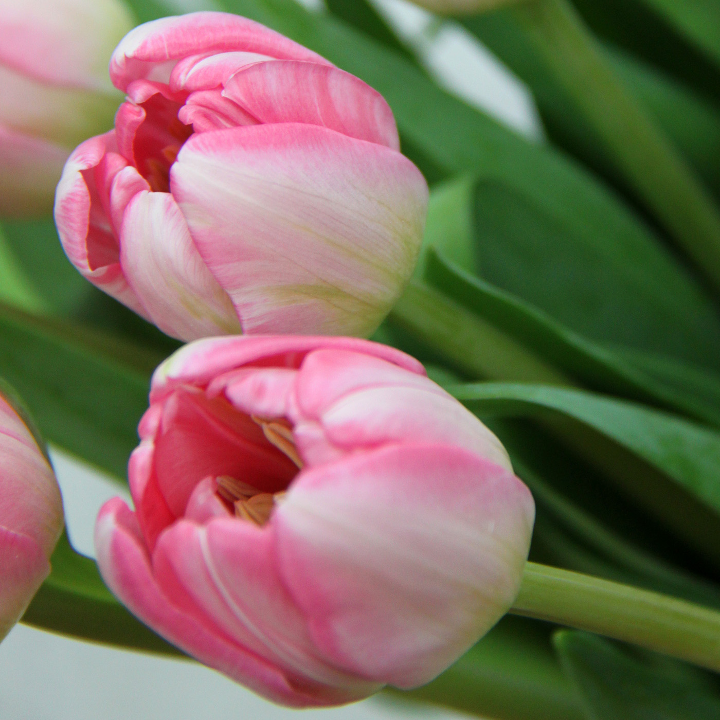 Тюльпан розовый «Ап Пинк», Голландия