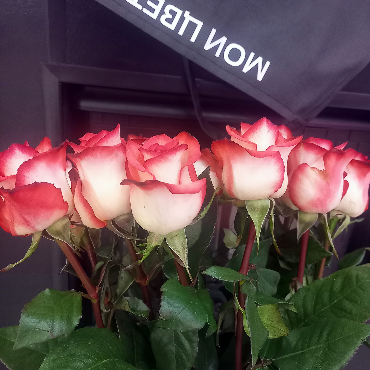 Роза «Блаш», Эквадор