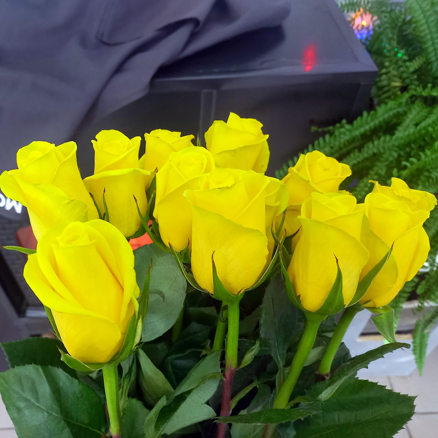 Роза «Голдфинч», Эквадор
