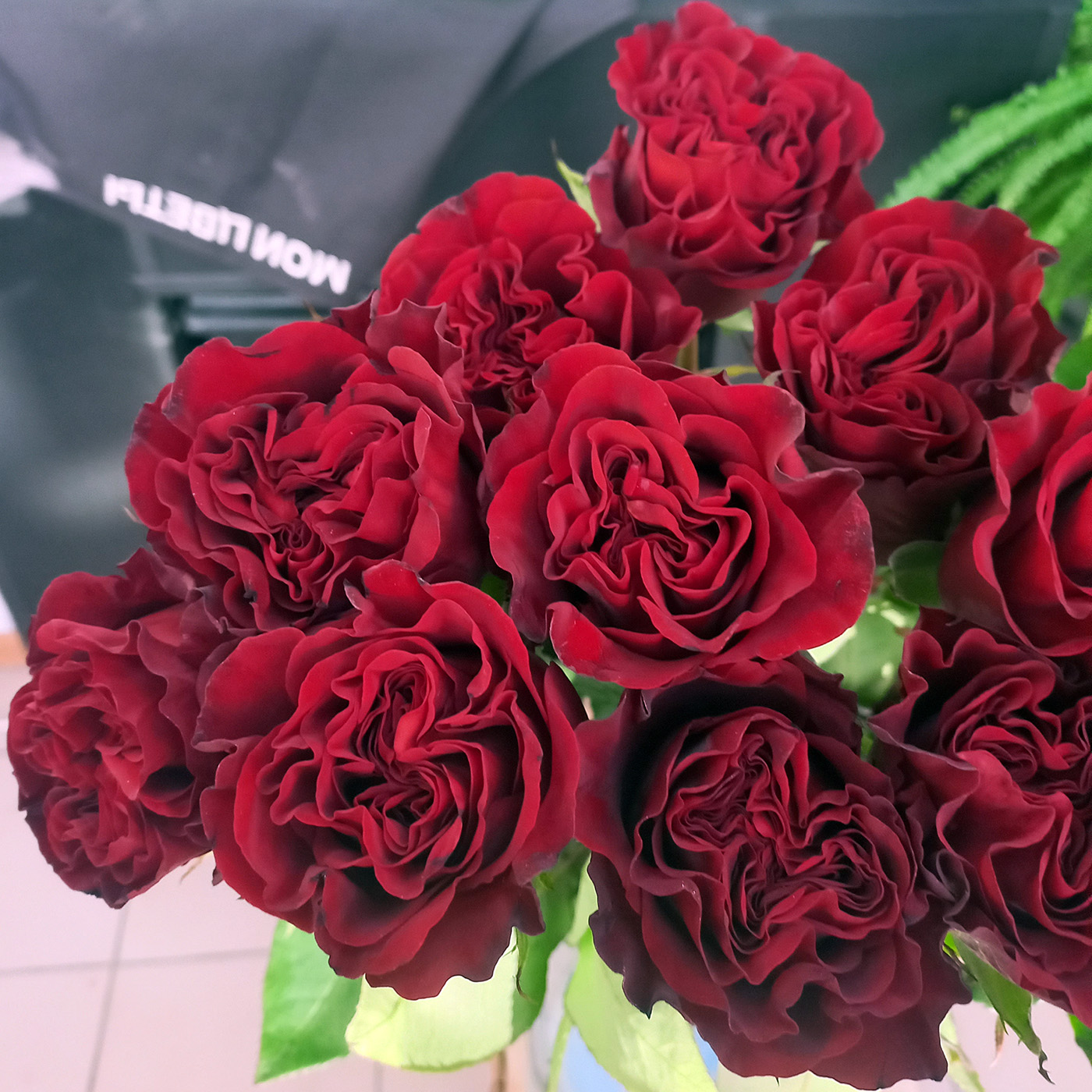 Роза «Хартс», Эквадор