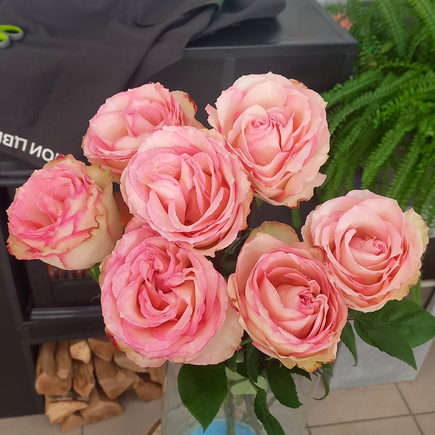 Роза «Эсперансе», Эквадор