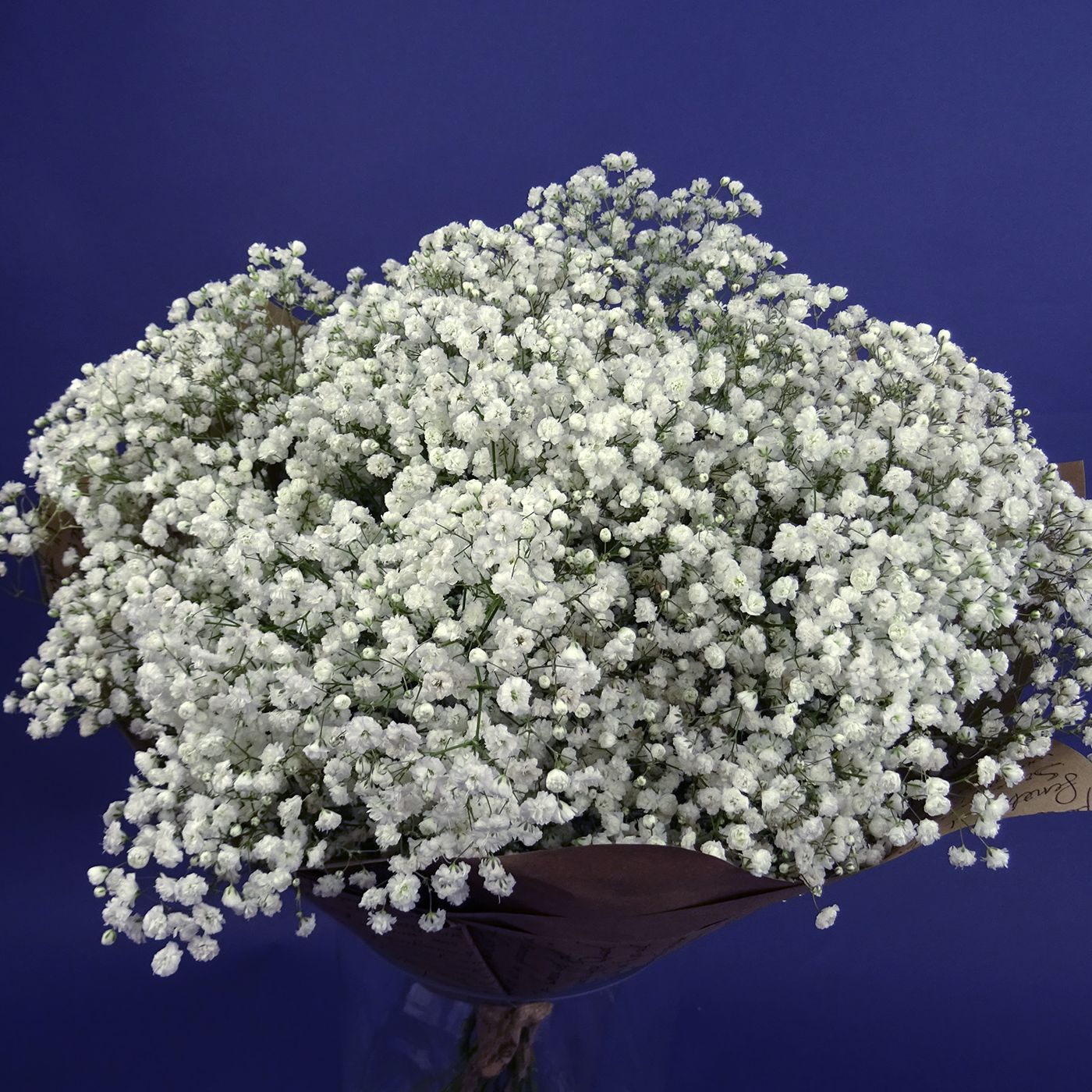 Букет из белой гипсофилы