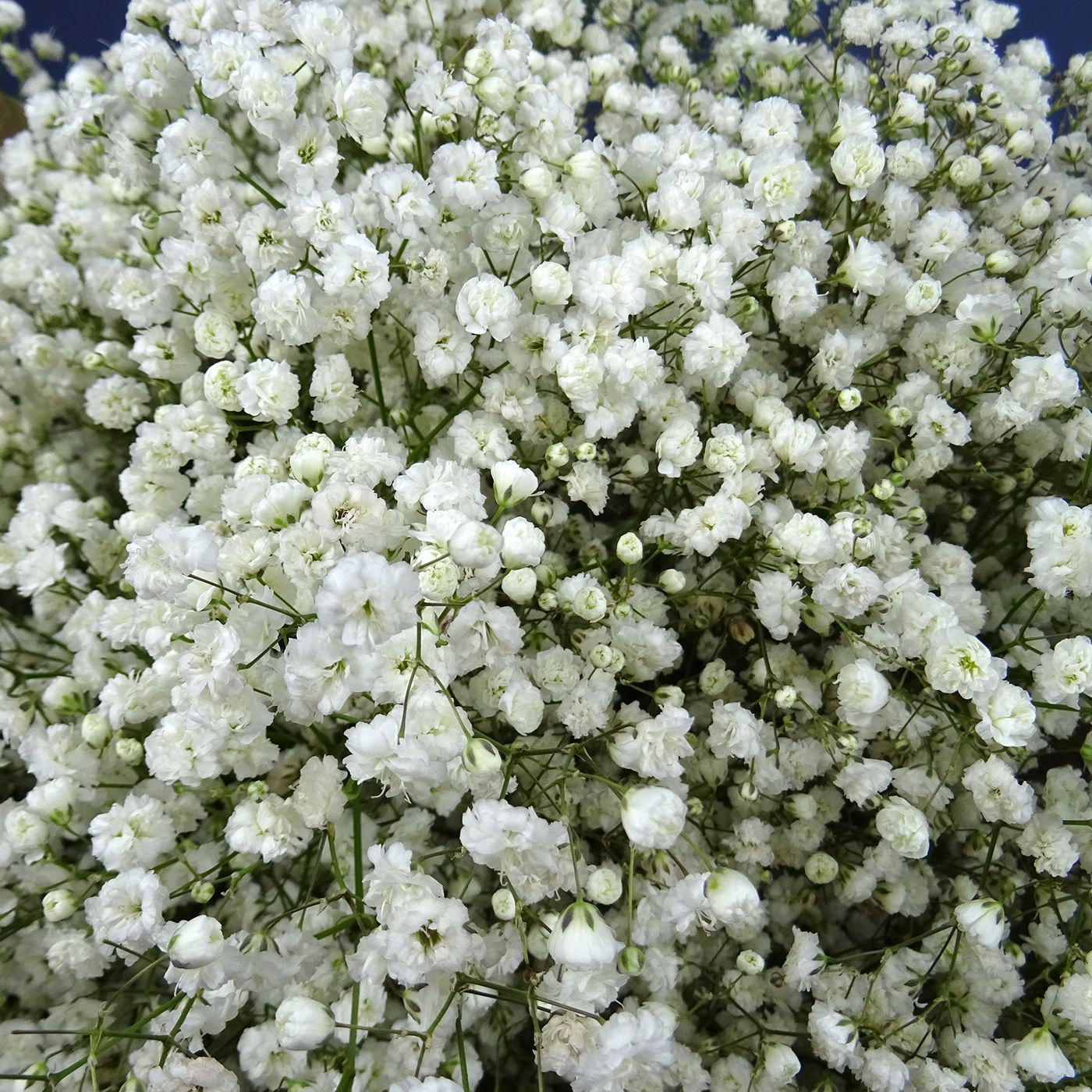 Букет из белой гипсофилы